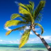 Hotel Viva Dominicus