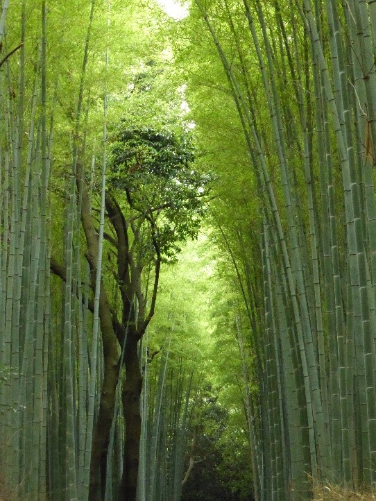 bambouseraie-darashiyama